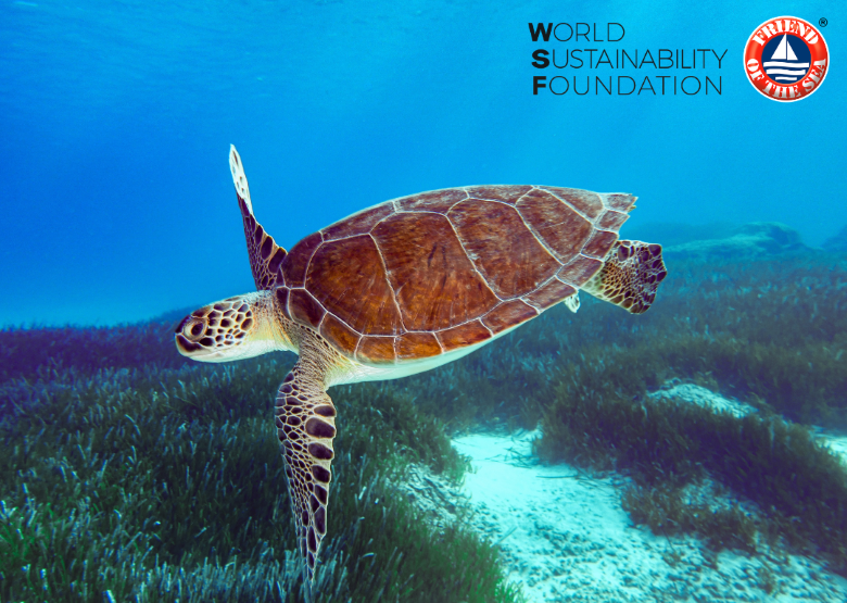 Explore the world of green turtles on World Sea Turtle Day - il nautilus