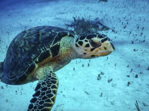 Turtle_Ocean Cay MSC Marine Reserve 